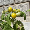 Dwarf Yellow Potted Cherry Tomato, 100 Seeds