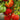 659 Wife's Gift Tomato, 5 Seeds