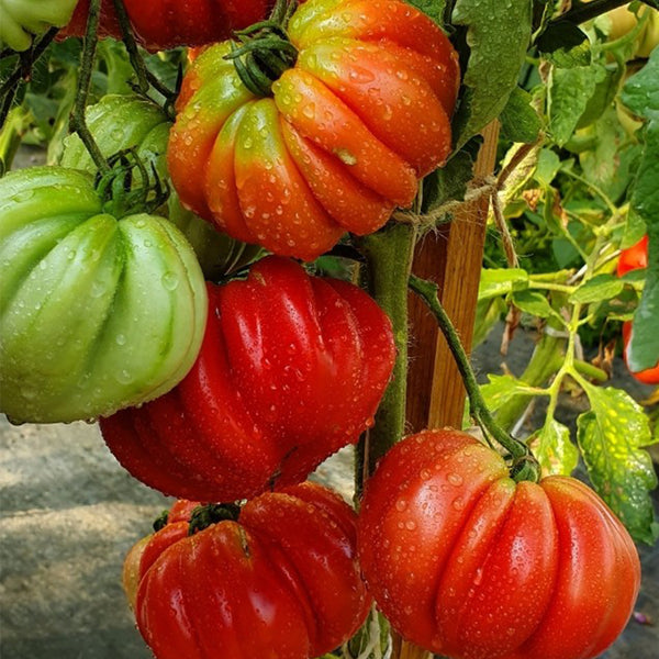 659 Wife's Gift Tomato, 5 Seeds