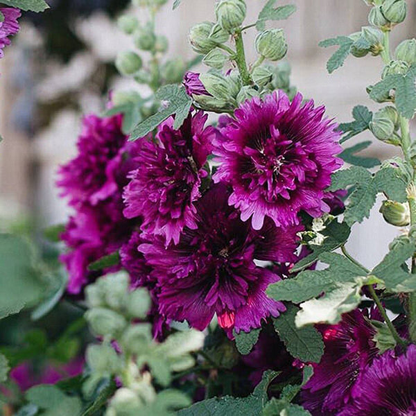 Lilac Rose Hollyhock (Alcea rosea L.) Seeds, 200 Seeds