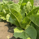 Little Gem Lettuce Seeds, 3g