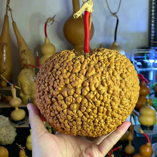 Man Tian Xing Gourd, 5 Seeds