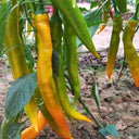 Golden Fragrant Horn Pepper Seeds, 100 Seeds