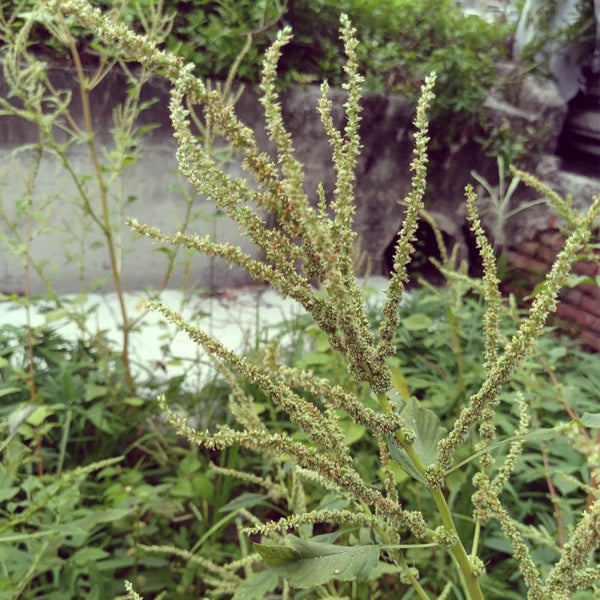 Spiny Amaranth Seeds, 100 Seeds