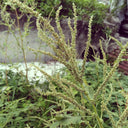 Spiny Amaranth Seeds, 100 Seeds