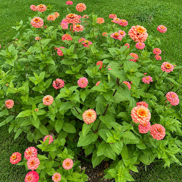 W1346 Large-Flowered Salmon Zinnia, 100 Seeds