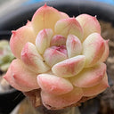 Echeveria 'Peach Pride'‌, 2pcs x 1-head