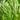 Bamboo Leaf Water Spinach Seeds, 30g