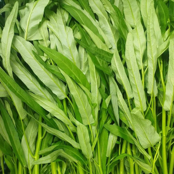 Bamboo Leaf Water Spinach Seeds, 30g