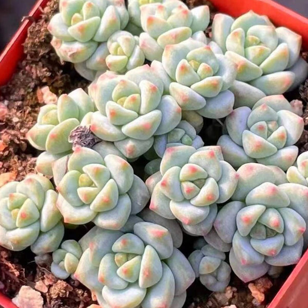 Echeveria Caramel Spirit, 3pcs x 1-head