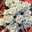 Echeveria Caramel Spirit, 3pcs x 1-head