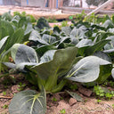 'Black General' Bok Choy Seeds, 10g