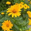 Heliopsis helianthoides Seeds, 100 Seeds