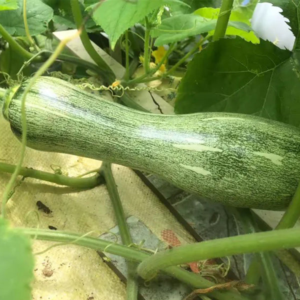 Zhengliang No.5 Pumpkin, 10 Seeds