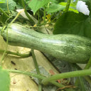 Zhengliang No.5 Pumpkin, 10 Seeds