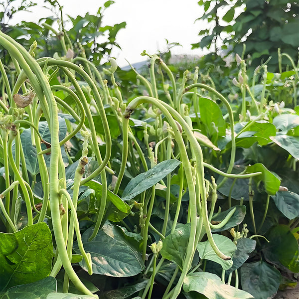 'Jiefeng' Dwarf Long Bean Seeds, 20g