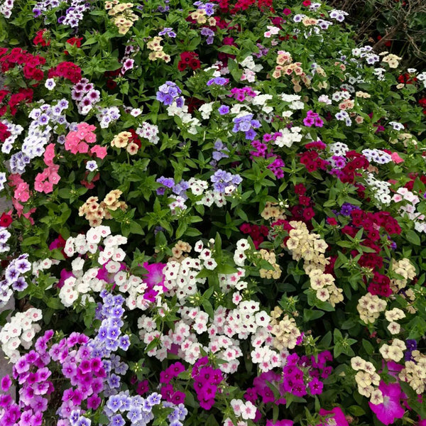 Phlox (Mixed Colors), 200 Seeds