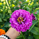 W1348 Large-Flowered Purple Zinnia, 100 Seeds