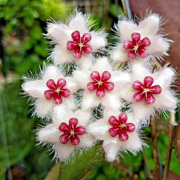 Hoya caudata, 1 Cutting