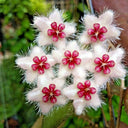 Hoya caudata, 1 Cutting