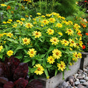 W1344 Zahara Yellow Zinnia, 100 Seeds