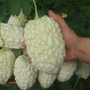 Apple-Type Bitter Melon Seeds, 5 Seeds