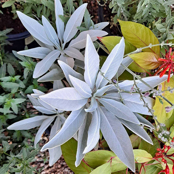 California White Sage, 5 Seeds