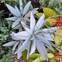 California White Sage, 5 Seeds