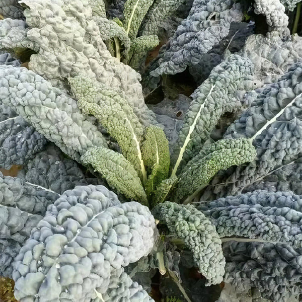 Lacinato Kale (Brassica oleracea var. palmifolia)