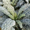 Lacinato Kale (Brassica oleracea var. palmifolia)