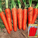 'Xiumei Hongbacun' Carrot Seeds, 5g