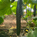 'Fuyang 35' F1 Cucumber Seeds, 25g