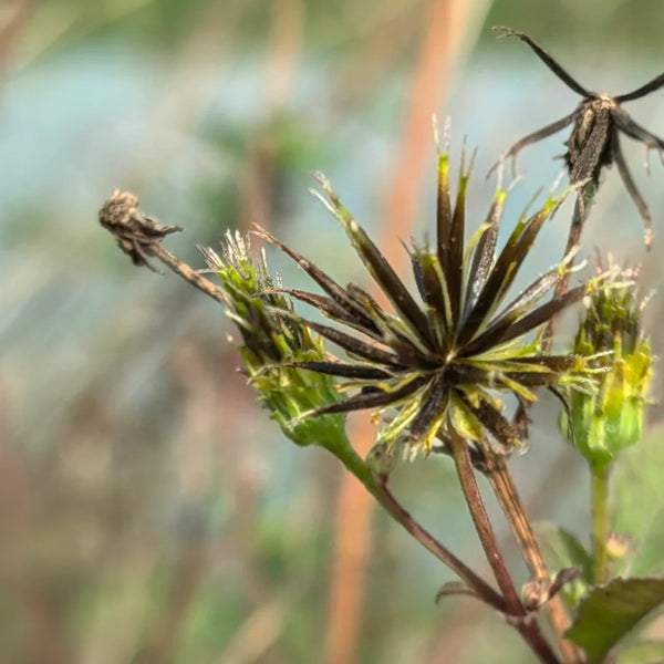 Spanish Needles, 200 Seeds