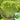 Big Speed Lettuce Seeds, 5g