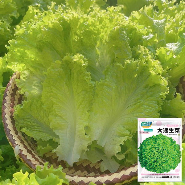Big Speed Lettuce Seeds, 5g