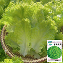 Big Speed Lettuce Seeds, 5g