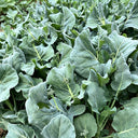 'Jiemei Improved Xianggu' Chinese Kale Seeds, 10g