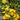669 Yellow Building Block Tomato, 5 Seeds