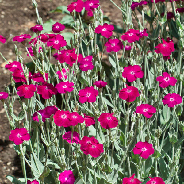 Red Flowered Rose Campion, 20 Seeds