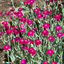 Red Flowered Rose Campion, 20 Seeds