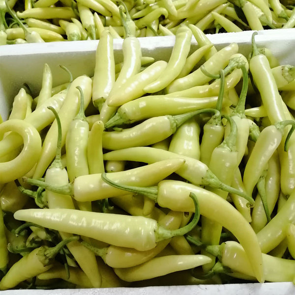 Guangxi White Jade Chili, 120 Seeds