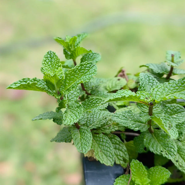 Crinkled-leaf Peppermint, 500 Seeds