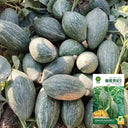 Jingyan Olive-shaped Pumpkin Seeds, 10 Seeds