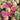 'Xinlimei' Red Heart Radish Seeds, 10g