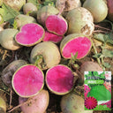 'Xinlimei' Red Heart Radish Seeds, 10g