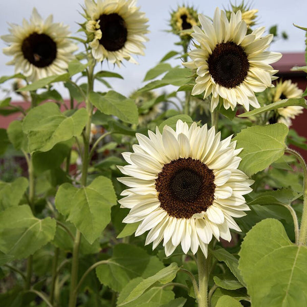 'White Lover' Sunflower, 6 Seeds