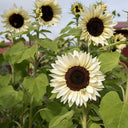 'White Lover' Sunflower, 6 Seeds
