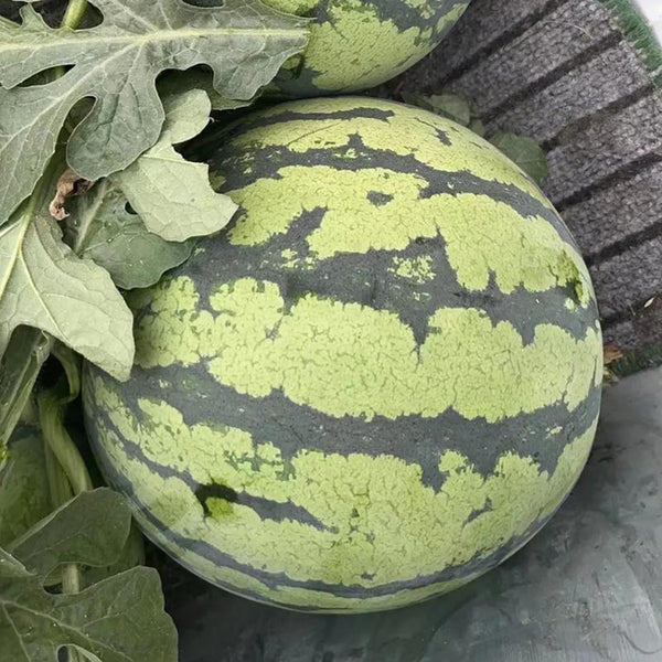 Rock Sugar Kirin No.2 Watermelon Seeds, pack of 50