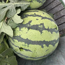Rock Sugar Kirin No.2 Watermelon Seeds, pack of 50