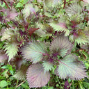 Jiannan Perilla Seeds, 20g